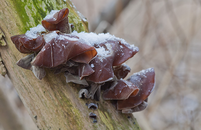 Hirneola aurica-judae